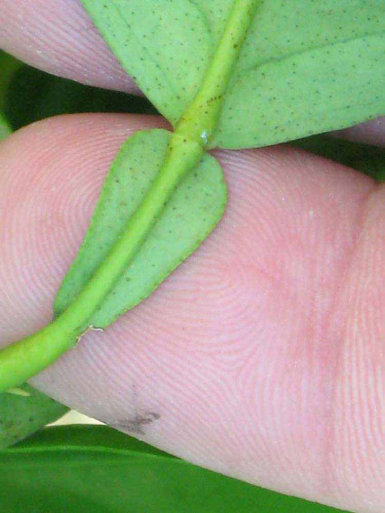              Petiole (Winter Haven, FL)       